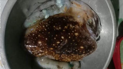 cuttlefish in tagalog|Ano ang ibig sabihin ng CUTTLEFISH sa Tagalog .